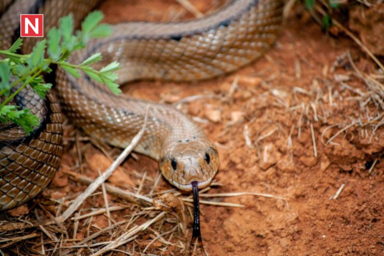 King Cobras in Casper, Wyoming Debunking the Myths